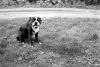 Filename=scan0026.jpg
Filesize=590KiB
Dimensions=2048x1377
Date added=Feb 04, 2014 scan0026.jpg