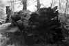 Filename=scan0020.jpg
Filesize=563KiB
Dimensions=2048x1374
Date added=Sep 12, 2014 scan0020.jpg